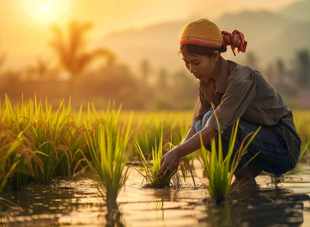 In harvest season, to guarantee the maximum flavor and freshness.