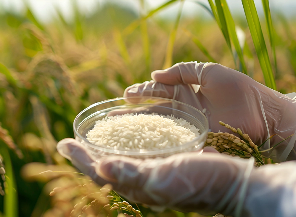Processed under rigorous standards to guarantee purity and excellence.